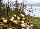 Яблочки сибирские